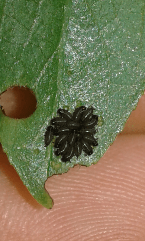 Chrysomelidae: Plagiodera versicolora? S.